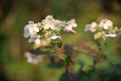 朝日に輝く花々