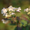 朝日に輝く花々