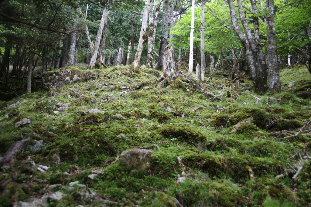 コケ蒸す山