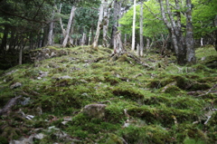コケ蒸す山