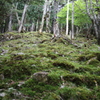 コケ蒸す山