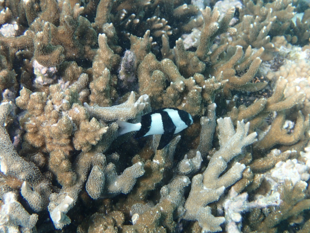 サンゴ礁と魚