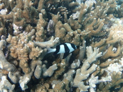 サンゴ礁と魚