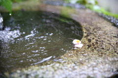 シュウカイドウのバタ足