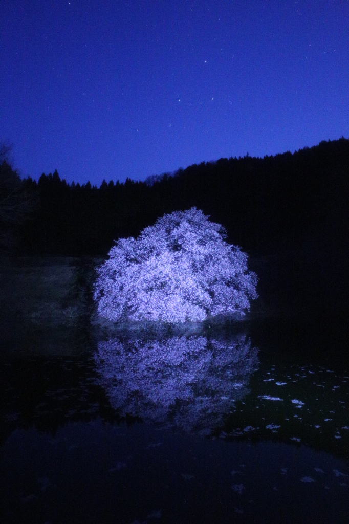 薄明の鏡桜とカシオペア