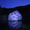 薄明の鏡桜とカシオペア