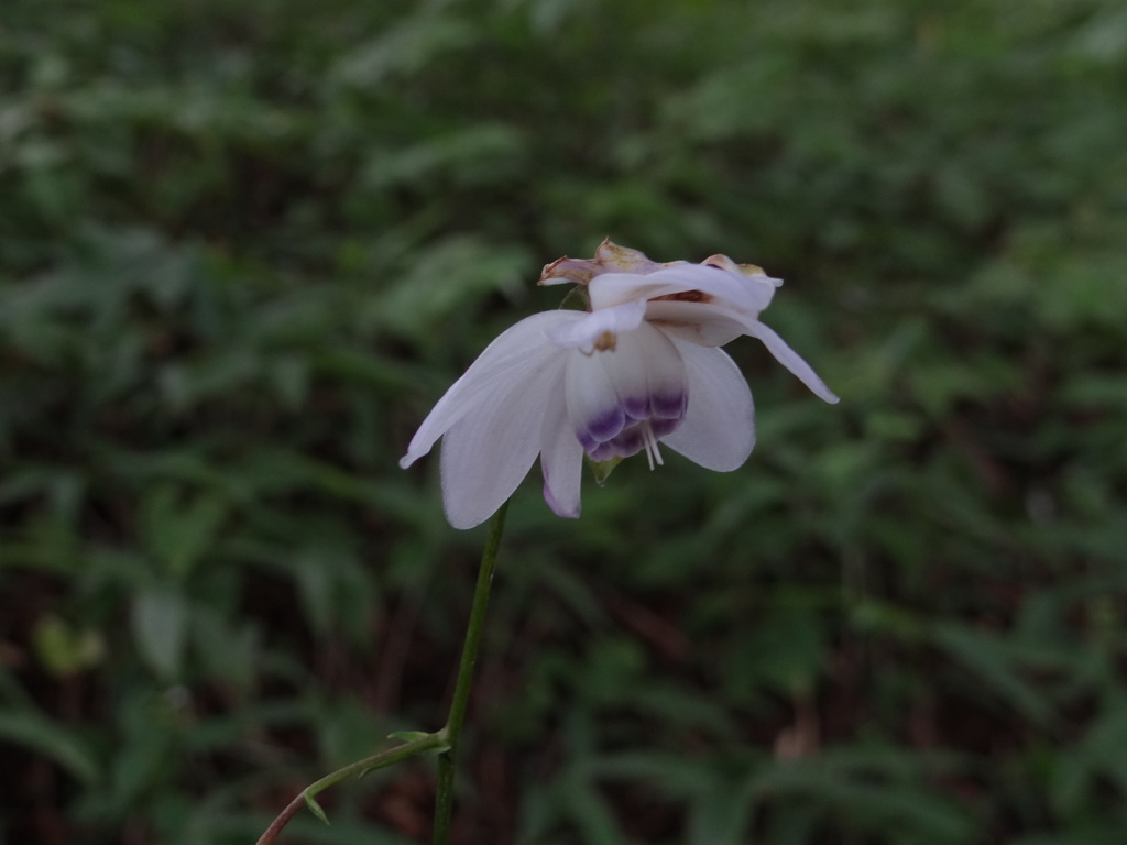 8月御岳　森の妖精
