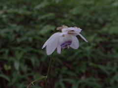 8月御岳　森の妖精
