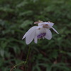 8月御岳　森の妖精