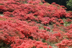 大和葛城山　真っ紅 (1)