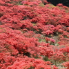 大和葛城山　真っ紅 (1)