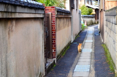 ねこ路地