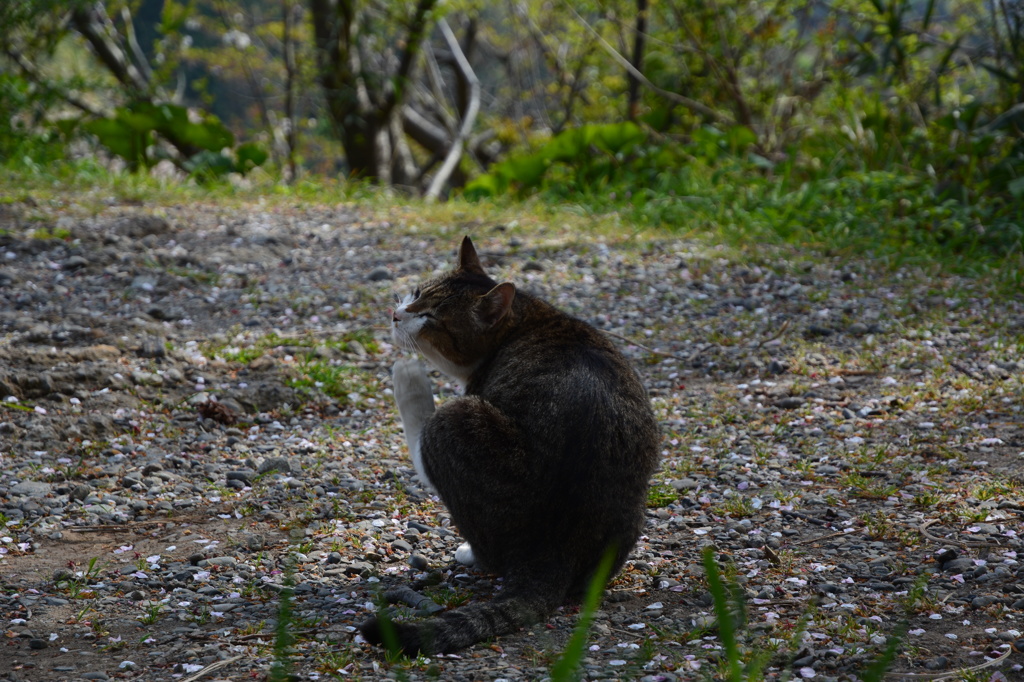 野良猫