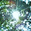 新緑からの太陽ドーーーン^^