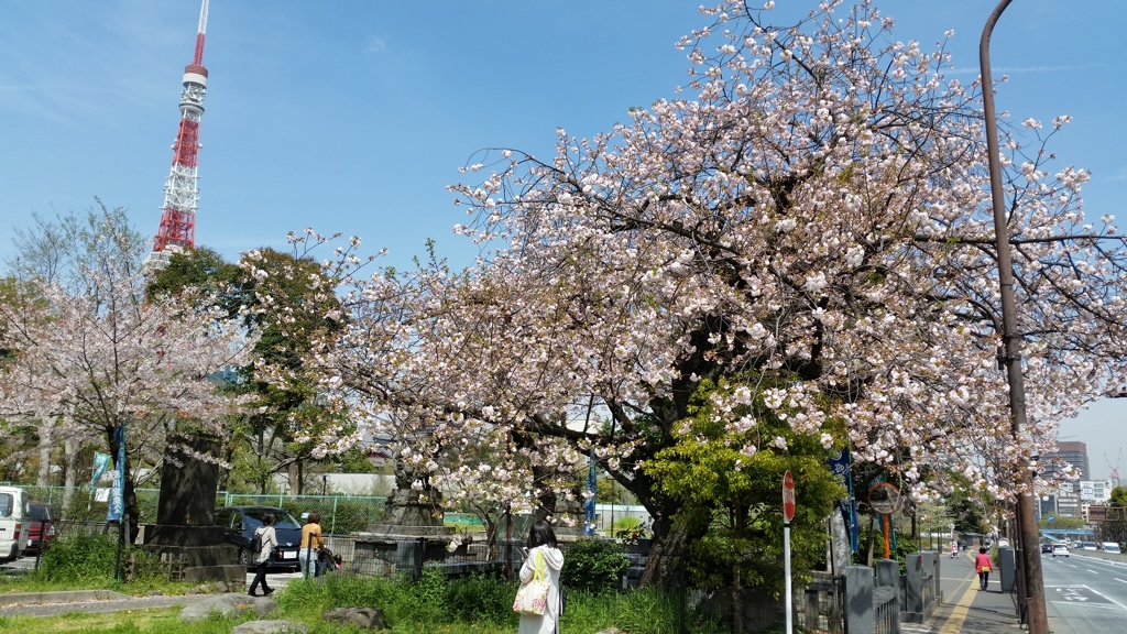 芝公園の桜