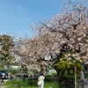 芝公園の桜