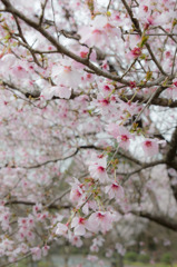 富士の桜