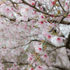 富士の桜