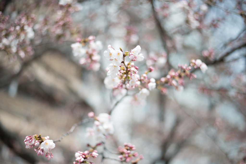 巣鴨　染井吉野咲き始め