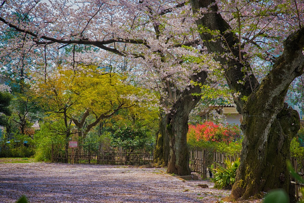 今年の桜