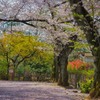 今年の桜