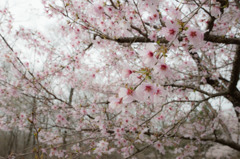 富士の桜