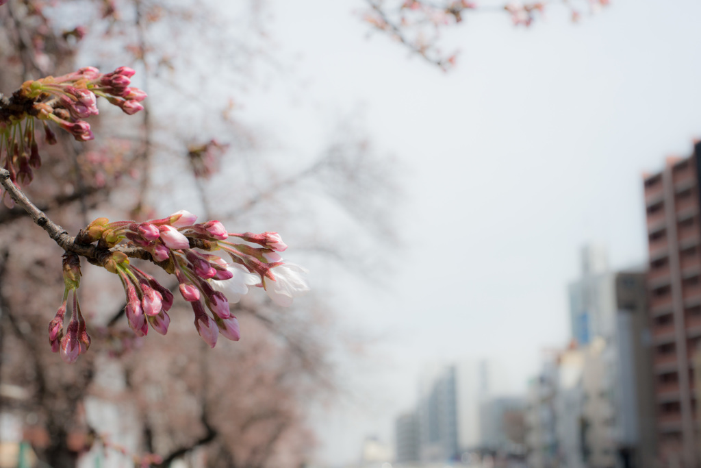 巣鴨　染井吉野咲き始め