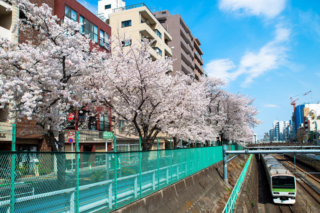 染井吉野と山手線