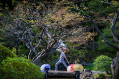 洋式庭園にて_古河庭園