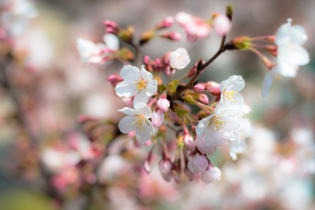 巣鴨　染井吉野咲き始め