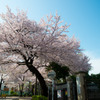 今年の桜