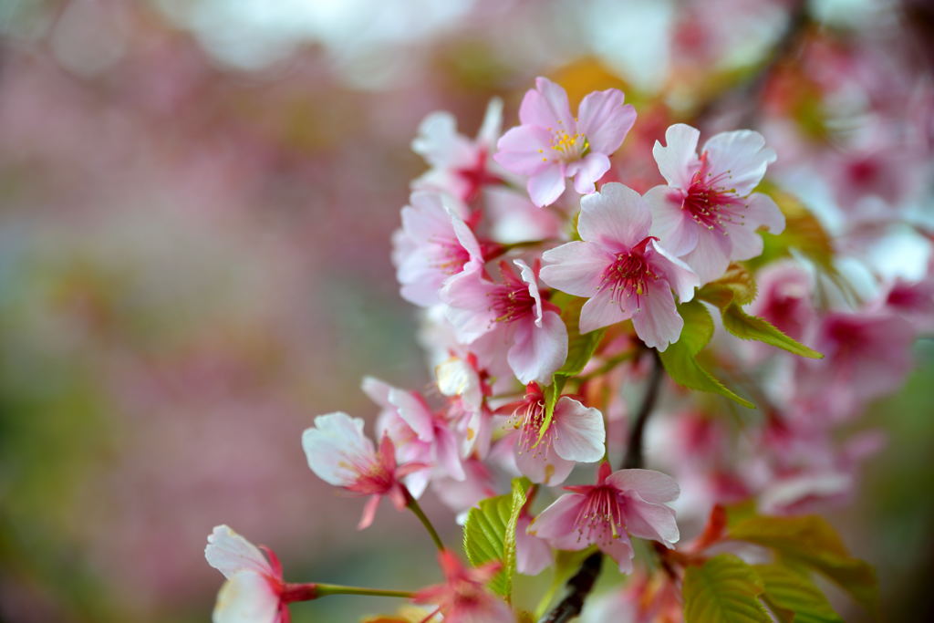 みんなの公園の大寒桜