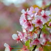 みんなの公園の大寒桜