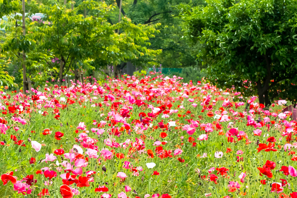 赤とピンクのお花畑