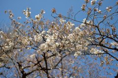 ロケット公園の桜の咲き始め