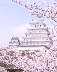 姫路城　桜