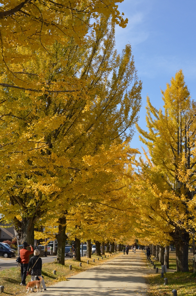 学びの森　紅葉（2014）