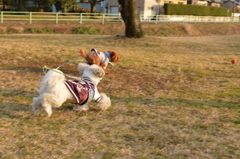 スタート直後に２犬身差