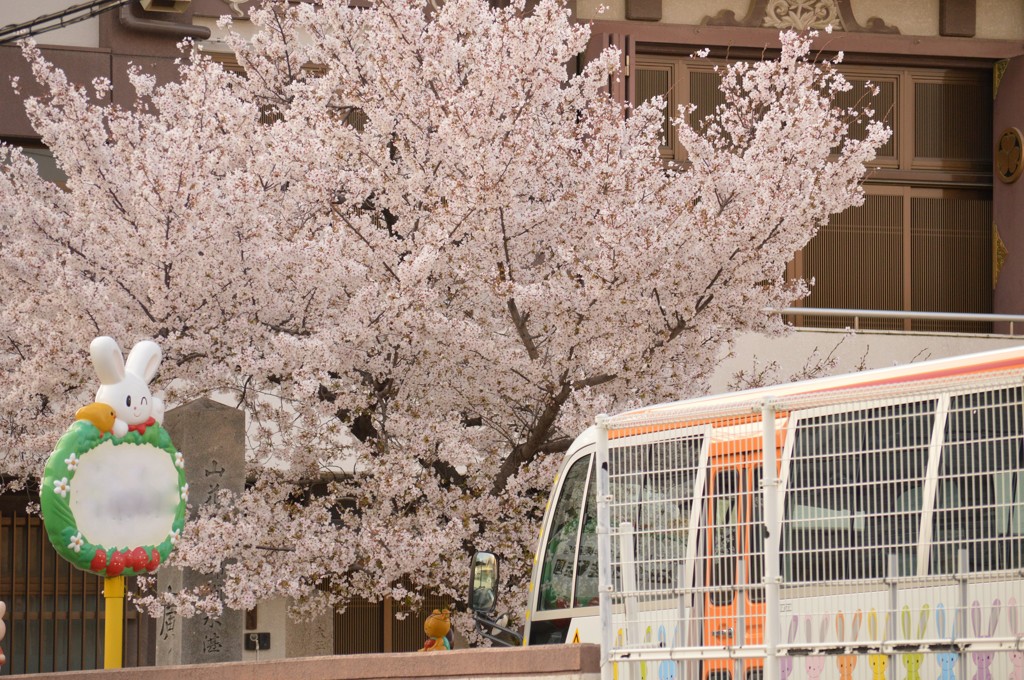 桜とバス