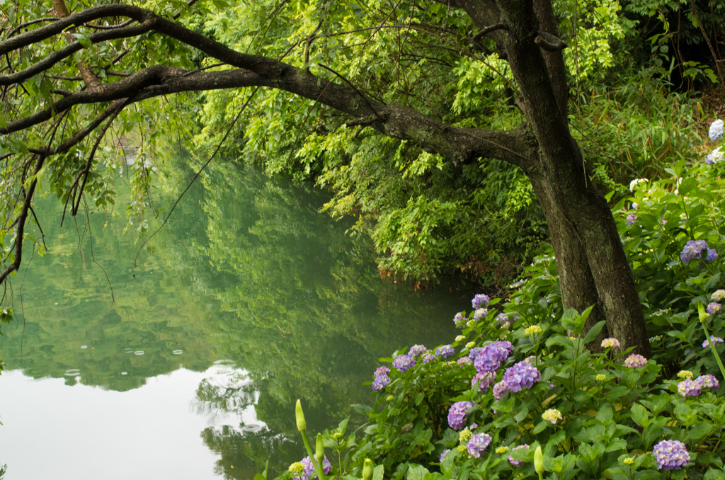 形原あじさい祭り1