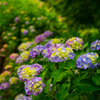 形原あじさい祭り1