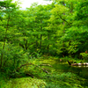 初めての上高地3～森