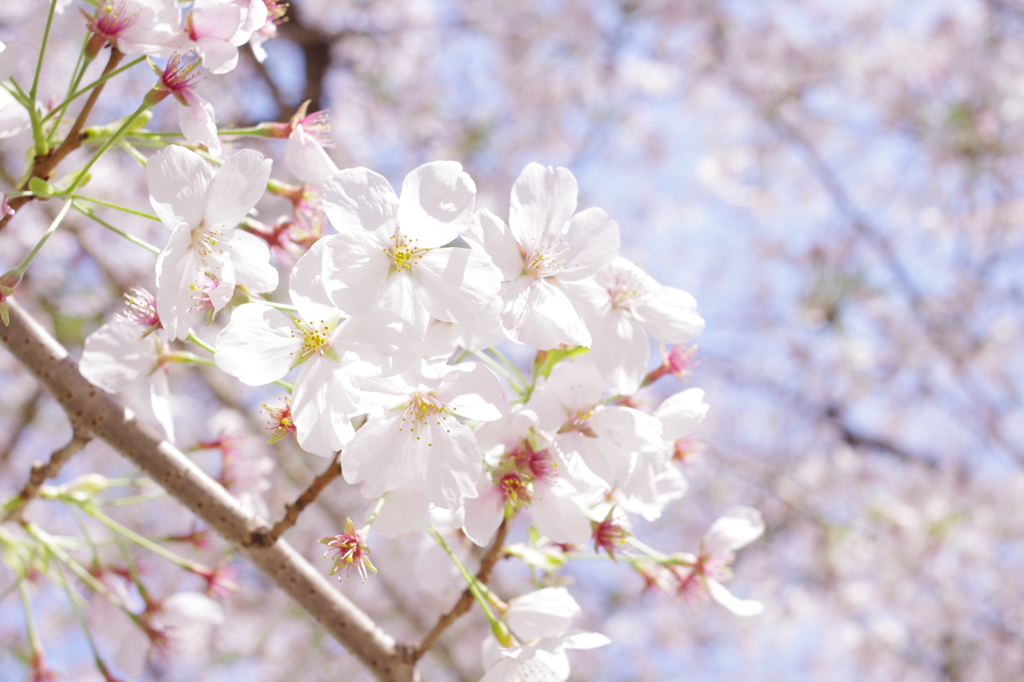 桜　2014