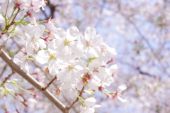 桜　2014