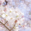 桜　2014