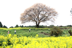 馬場の山桜