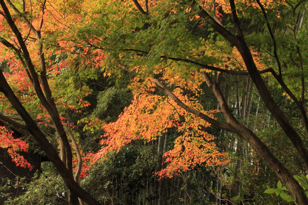 　紅葉と竹林