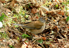 　野鳥　５