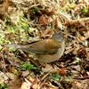 　野鳥　５