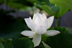 　ハス花と虫　Ⅱ